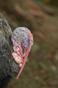 Close-up of a bird