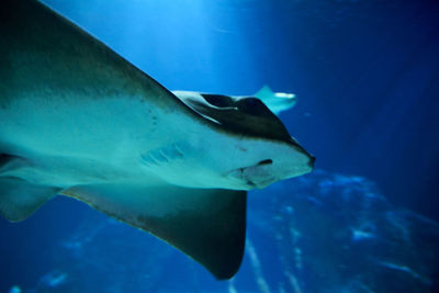 Fish swimming in sea