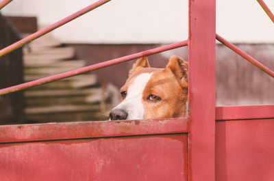 Portrait of dog on red boat