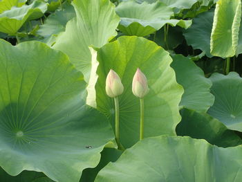 Close-up of twin lotus water lily