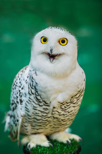 Close-up portrait of owl