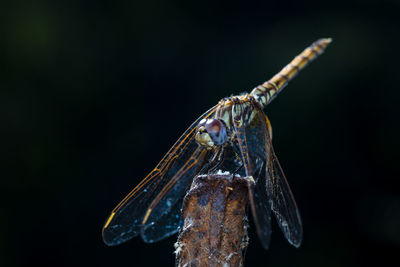 Close-up of butterfly over black background