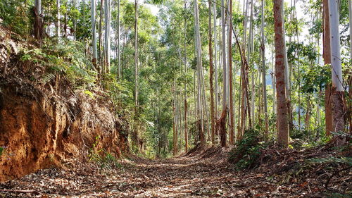 Trees growing in forest
