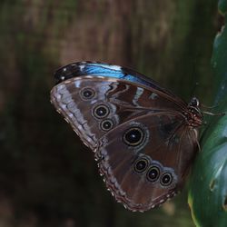 Close-up of butterfly pollinating