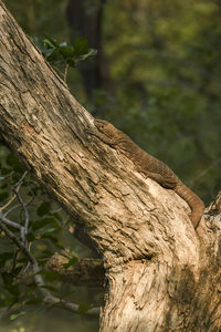 Close-up of tree trunk