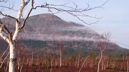 Bare trees on landscape against sky