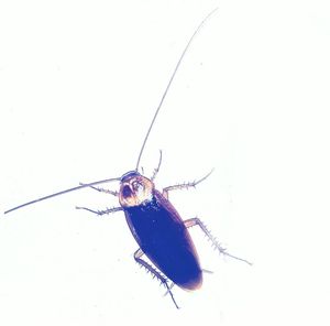 Close-up of insect