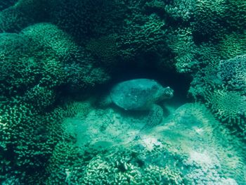 Fish swimming in sea