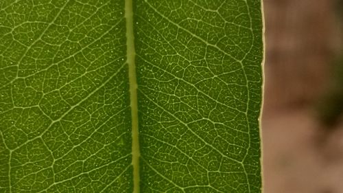 Full frame shot of fresh green leaf