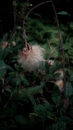 Close-up of plant against blurred background