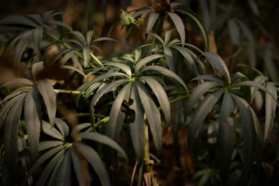 Close-up of fresh green plants