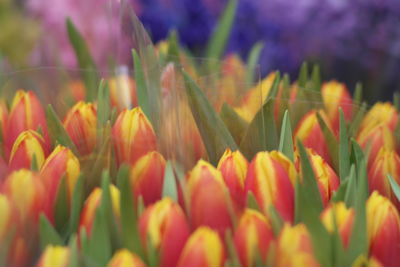 Full frame shot of flowering plants on field