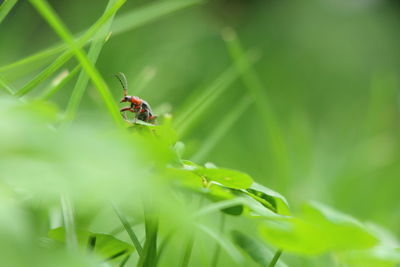 Close-up of ladybug on plant