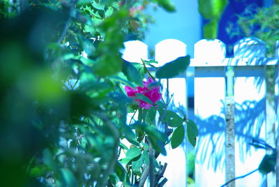 Close-up of flowers blooming outdoors