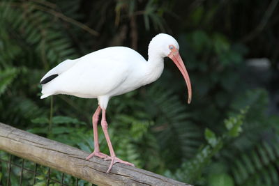 Ibis walking on a pole or log fence