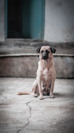 Portrait of dog sitting on floor