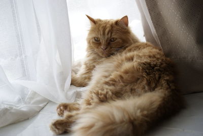 Cat relaxing on window at home