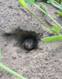 High angle view of horse on field