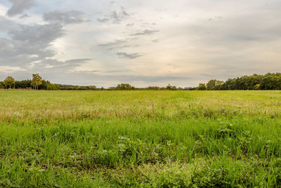 Scenic view of field against sky