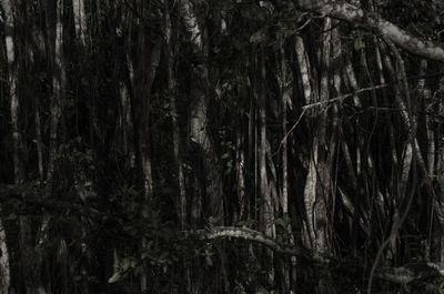 Close-up of tree trunk in forest