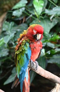 Close-up of bird perching on branch