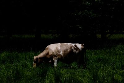 Cow grazing on field