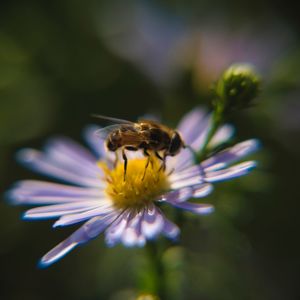 Close-up of bee pollinating on flower