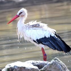 Close-up of bird perching on water