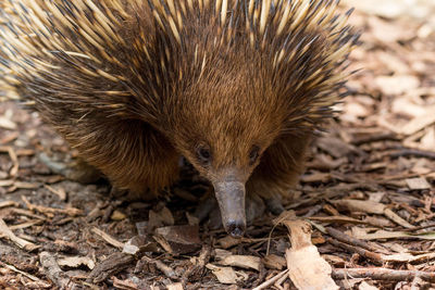 Close-up of echidna on field