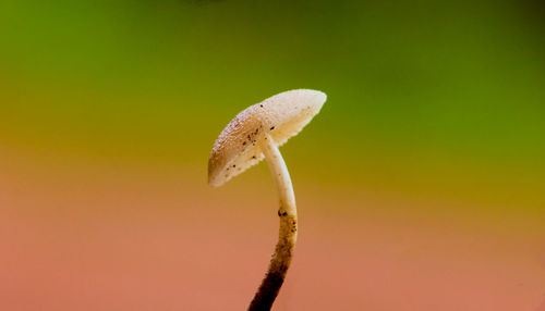 Close-up of mushroom growing outdoors