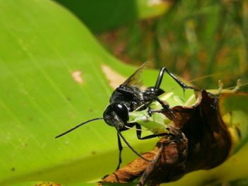 Close-up of ant on leaf