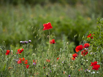 Close-up of red poppy flowers growing on field