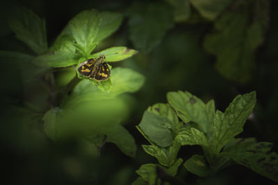 Small butterfly in green nature green leaves