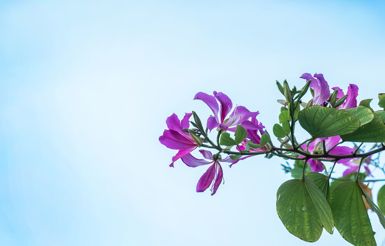 CLOSE-UP OF PINK FLOWERING PLANT AGAINST SKY