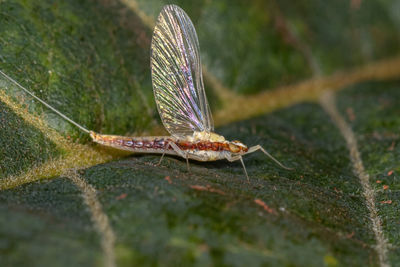 Close-up of butterfly on leaf