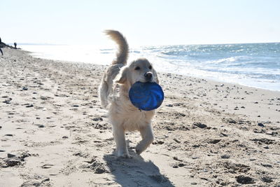 Dog running on beach