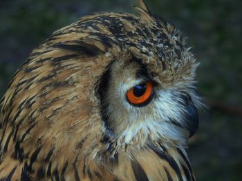 High angle view of owl