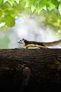 Squirrel on tree