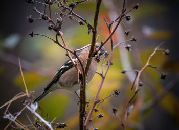 Close-up of bird perching on branch