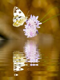 Butterfly on purple flower