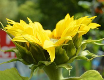 Close-up of yellow flower