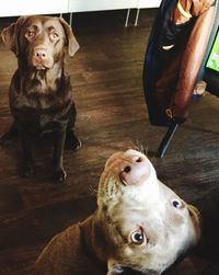 High angle view of puppy