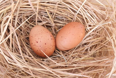 Close-up of eggs in nest