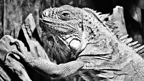 Close-up of lizard