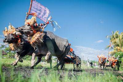 Makepung, traditional bull race in bali, indonesia.