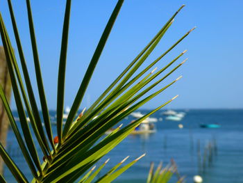 Palm tree by sea against clear sky