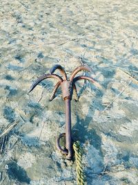 High angle view of horse on beach