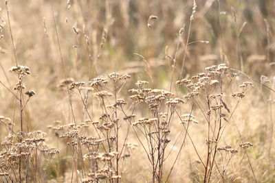 Close-up of dry plants on field