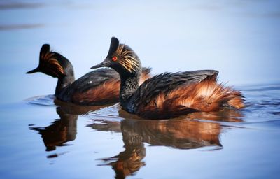 Birds swimming in lake