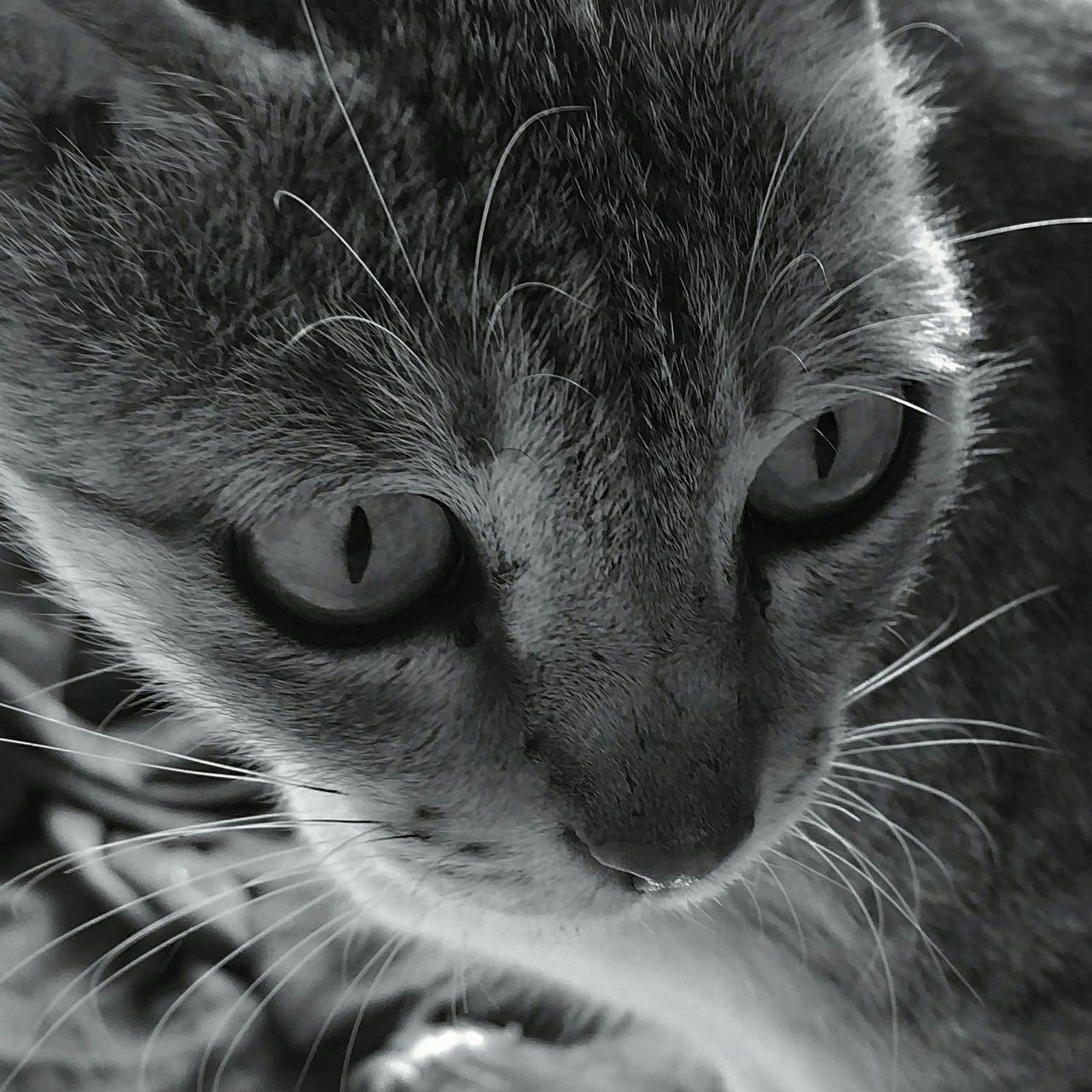 CLOSE-UP PORTRAIT OF CAT INDOORS